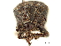  ( - CCDB-30444-E02)  @11 [ ] CreativeCommons - Attribution (2018) CBG Photography Group Smithsonian Institution