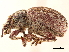  (Eremnus cerealis - CCDB-30444-E03)  @11 [ ] CreativeCommons - Attribution (2018) CBG Photography Group Smithsonian Institution
