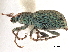  (Chloebius - CCDB-30444-E08)  @11 [ ] CreativeCommons - Attribution (2018) CBG Photography Group Smithsonian Institution