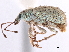  (Phytoscaphus - CCDB-30444-E09)  @11 [ ] CreativeCommons - Attribution (2018) CBG Photography Group Smithsonian Institution
