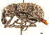  (Dyslobus simplex - CCDB-30444-F04)  @11 [ ] CreativeCommons - Attribution (2018) CBG Photography Group Smithsonian Institution