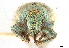  ( - CCDB-30444-F08)  @11 [ ] CreativeCommons - Attribution (2018) CBG Photography Group Smithsonian Institution