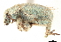  (Miloderes - CCDB-30444-F08)  @11 [ ] CreativeCommons - Attribution (2018) CBG Photography Group Smithsonian Institution