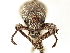  ( - CCDB-30444-F10)  @11 [ ] CreativeCommons - Attribution (2018) CBG Photography Group Smithsonian Institution
