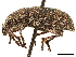  ( - CCDB-30444-F10)  @11 [ ] CreativeCommons - Attribution (2018) CBG Photography Group Smithsonian Institution