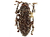  (Orimodema - CCDB-30444-F11)  @11 [ ] CreativeCommons - Attribution (2018) CBG Photography Group Smithsonian Institution