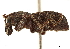  ( - CCDB-30444-F11)  @11 [ ] CreativeCommons - Attribution (2018) CBG Photography Group Smithsonian Institution