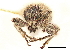  (Peritaxia - CCDB-30444-G04)  @11 [ ] CreativeCommons - Attribution (2018) CBG Photography Group Smithsonian Institution