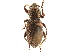  (Pseudorimus - CCDB-30444-G09)  @11 [ ] CreativeCommons - Attribution (2018) CBG Photography Group Smithsonian Institution