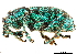  (Eupholus - CCDB-30444-H06)  @11 [ ] CreativeCommons - Attribution (2018) CBG Photography Group Smithsonian Institution