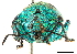  ( - CCDB-30444-H10)  @11 [ ] CreativeCommons - Attribution (2018) CBG Photography Group Smithsonian Institution