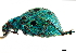  ( - CCDB-30444-H10)  @11 [ ] CreativeCommons - Attribution (2018) CBG Photography Group Smithsonian Institution