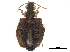  (Hyboptera tuberculata - CCDB-30445-D05)  @11 [ ] CreativeCommons - Attribution (2018) CBG Photography Group Smithsonian Institution