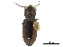  (Notiophilus nemoralis - CCDB-30445-H02)  @11 [ ] CreativeCommons - Attribution (2018) CBG Photography Group Smithsonian Institution