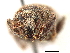  ( - CCDB-30446-A03)  @11 [ ] CreativeCommons - Attribution (2018) CBG Photography Group Smithsonian Institution