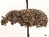  ( - CCDB-30446-A03)  @11 [ ] CreativeCommons - Attribution (2018) CBG Photography Group Smithsonian Institution