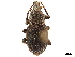 ( - CCDB-30446-A04)  @11 [ ] CreativeCommons - Attribution (2018) CBG Photography Group Smithsonian Institution