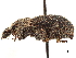  (Anametis subfusca - CCDB-30446-A04)  @11 [ ] CreativeCommons - Attribution (2018) CBG Photography Group Smithsonian Institution