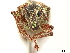  (Bolivianus - CCDB-30446-A05)  @11 [ ] CreativeCommons - Attribution (2018) CBG Photography Group Smithsonian Institution