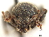  (Crocidema - CCDB-30446-A09)  @11 [ ] CreativeCommons - Attribution (2018) CBG Photography Group Smithsonian Institution