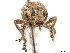 (Cyphometopus - CCDB-30446-A11)  @11 [ ] CreativeCommons - Attribution (2018) CBG Photography Group Smithsonian Institution