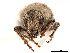  ( - CCDB-30446-B02)  @11 [ ] CreativeCommons - Attribution (2018) CBG Photography Group Smithsonian Institution