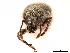  ( - CCDB-30446-B03)  @11 [ ] CreativeCommons - Attribution (2018) CBG Photography Group Smithsonian Institution