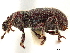  ( - CCDB-30446-B03)  @11 [ ] CreativeCommons - Attribution (2018) CBG Photography Group Smithsonian Institution