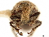  (Dirotognathus - CCDB-30446-B06)  @11 [ ] CreativeCommons - Attribution (2018) CBG Photography Group Smithsonian Institution