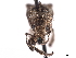  (Geniocremnus - CCDB-30446-B09)  @11 [ ] CreativeCommons - Attribution (2018) CBG Photography Group Smithsonian Institution