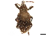  (Graptus nictitans - CCDB-30446-C01)  @11 [ ] CreativeCommons - Attribution (2018) CBG Photography Group Smithsonian Institution