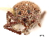  (Chileudius - CCDB-30446-D03)  @11 [ ] CreativeCommons - Attribution (2018) CBG Photography Group Smithsonian Institution