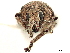  ( - CCDB-30446-D04)  @11 [ ] CreativeCommons - Attribution (2018) CBG Photography Group Smithsonian Institution