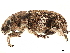  ( - CCDB-30446-D04)  @11 [ ] CreativeCommons - Attribution (2018) CBG Photography Group Smithsonian Institution