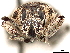  (Colecerus setosus - CCDB-30446-D05)  @11 [ ] CreativeCommons - Attribution (2018) CBG Photography Group Smithsonian Institution