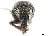  (Eucoleocerus conicicollis - CCDB-30446-D06)  @11 [ ] CreativeCommons - Attribution (2018) CBG Photography Group Smithsonian Institution