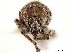  (Eucoleocerus - CCDB-30446-D07)  @11 [ ] CreativeCommons - Attribution (2018) CBG Photography Group Smithsonian Institution