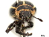  (Eudiagogus episcopalis - CCDB-30446-D08)  @11 [ ] CreativeCommons - Attribution (2018) CBG Photography Group Smithsonian Institution