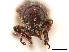  (Pororhynchus - CCDB-30446-D11)  @11 [ ] CreativeCommons - Attribution (2018) CBG Photography Group Smithsonian Institution