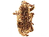  (Promecops unidentata - CCDB-30446-E01)  @11 [ ] CreativeCommons - Attribution (2018) CBG Photography Group Smithsonian Institution