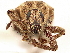  ( - CCDB-30446-E01)  @11 [ ] CreativeCommons - Attribution (2018) CBG Photography Group Smithsonian Institution