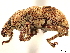  ( - CCDB-30446-E01)  @11 [ ] CreativeCommons - Attribution (2018) CBG Photography Group Smithsonian Institution