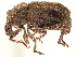  ( - CCDB-30446-E02)  @11 [ ] CreativeCommons - Attribution (2018) CBG Photography Group Smithsonian Institution
