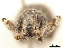  (Ophryastes turbinatus - CCDB-30446-E07)  @11 [ ] CreativeCommons - Attribution (2018) CBG Photography Group Smithsonian Institution