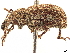  ( - CCDB-30446-E08)  @11 [ ] CreativeCommons - Attribution (2018) CBG Photography Group Smithsonian Institution