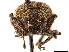  (Blosyrus - CCDB-30446-E11)  @11 [ ] CreativeCommons - Attribution (2018) CBG Photography Group Smithsonian Institution