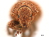  (Mimaulus - CCDB-30446-F01)  @11 [ ] CreativeCommons - Attribution (2018) CBG Photography Group Smithsonian Institution