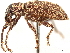  ( - CCDB-30446-F02)  @11 [ ] CreativeCommons - Attribution (2018) CBG Photography Group Smithsonian Institution