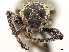  ( - CCDB-30446-F03)  @11 [ ] CreativeCommons - Attribution (2018) CBG Photography Group Smithsonian Institution
