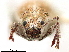  ( - CCDB-30446-F04)  @11 [ ] CreativeCommons - Attribution (2018) CBG Photography Group Smithsonian Institution